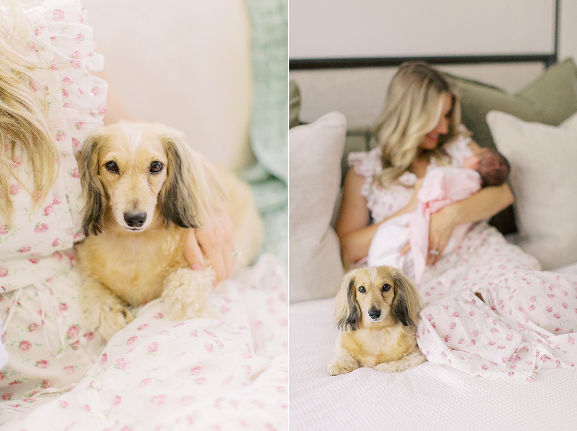 dog sits with mom and new baby sister during lifestyle Charlotte NC newborn photos