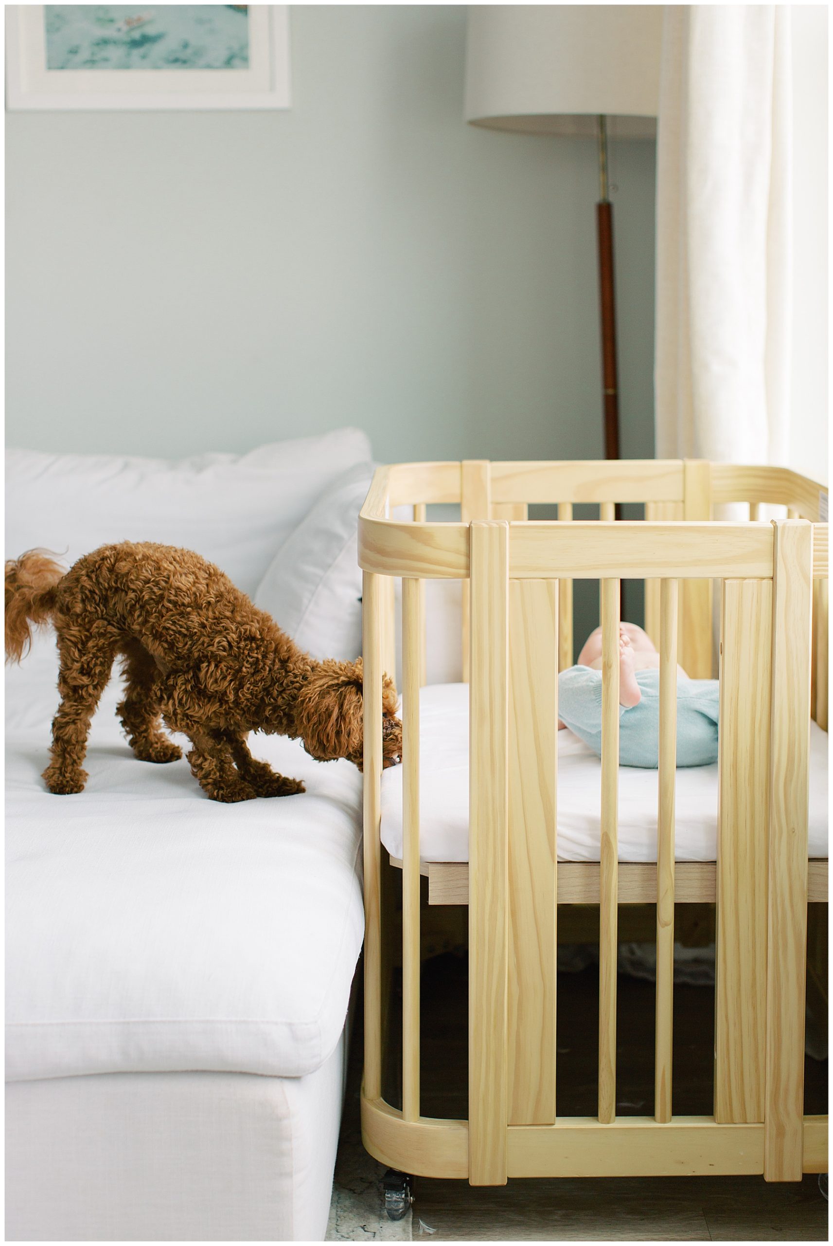 dog sniffs between bars of basinet with newborn baby inside 