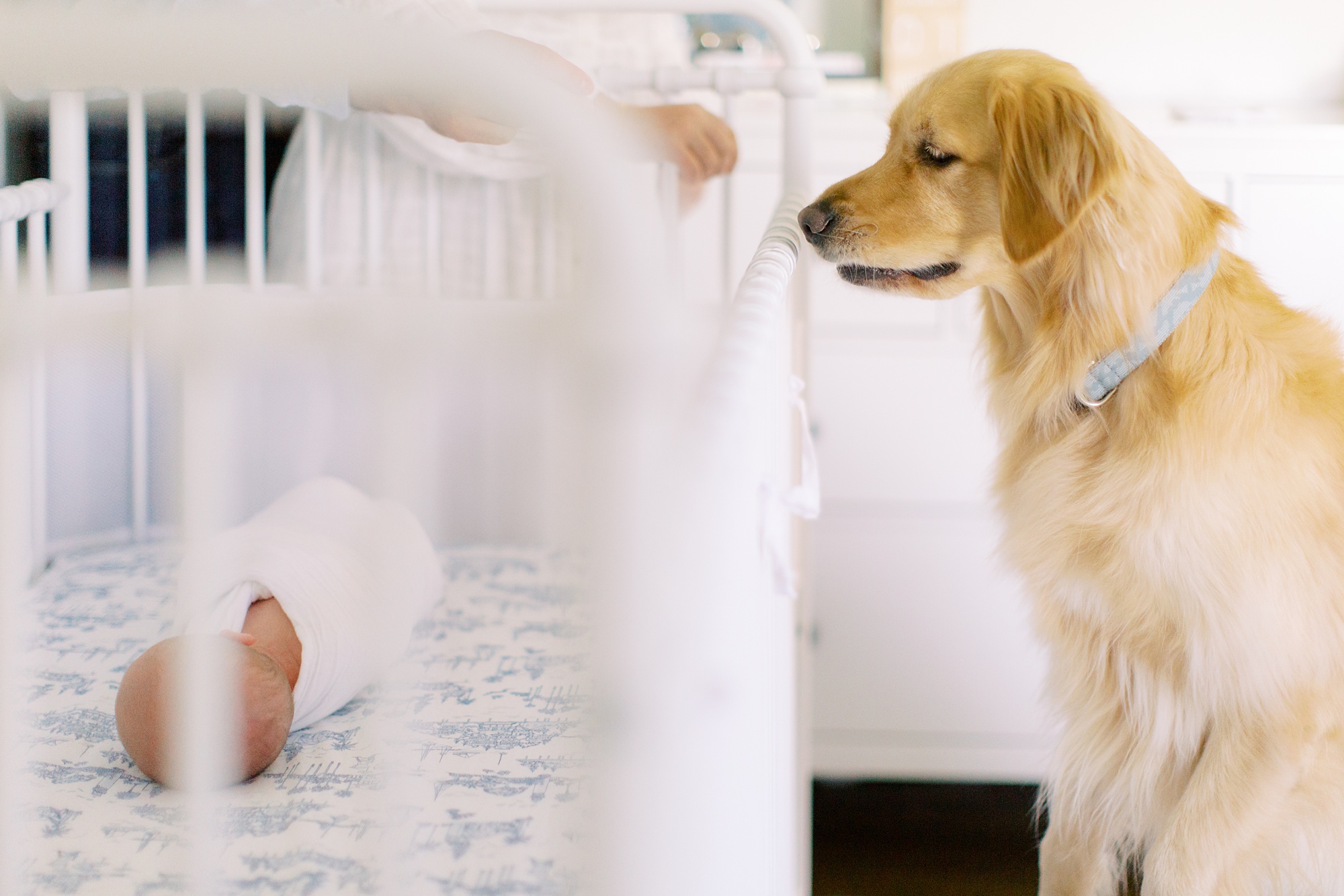 dog looks at baby in crib photographed by Charlotte newborn photographer Demi Mabry