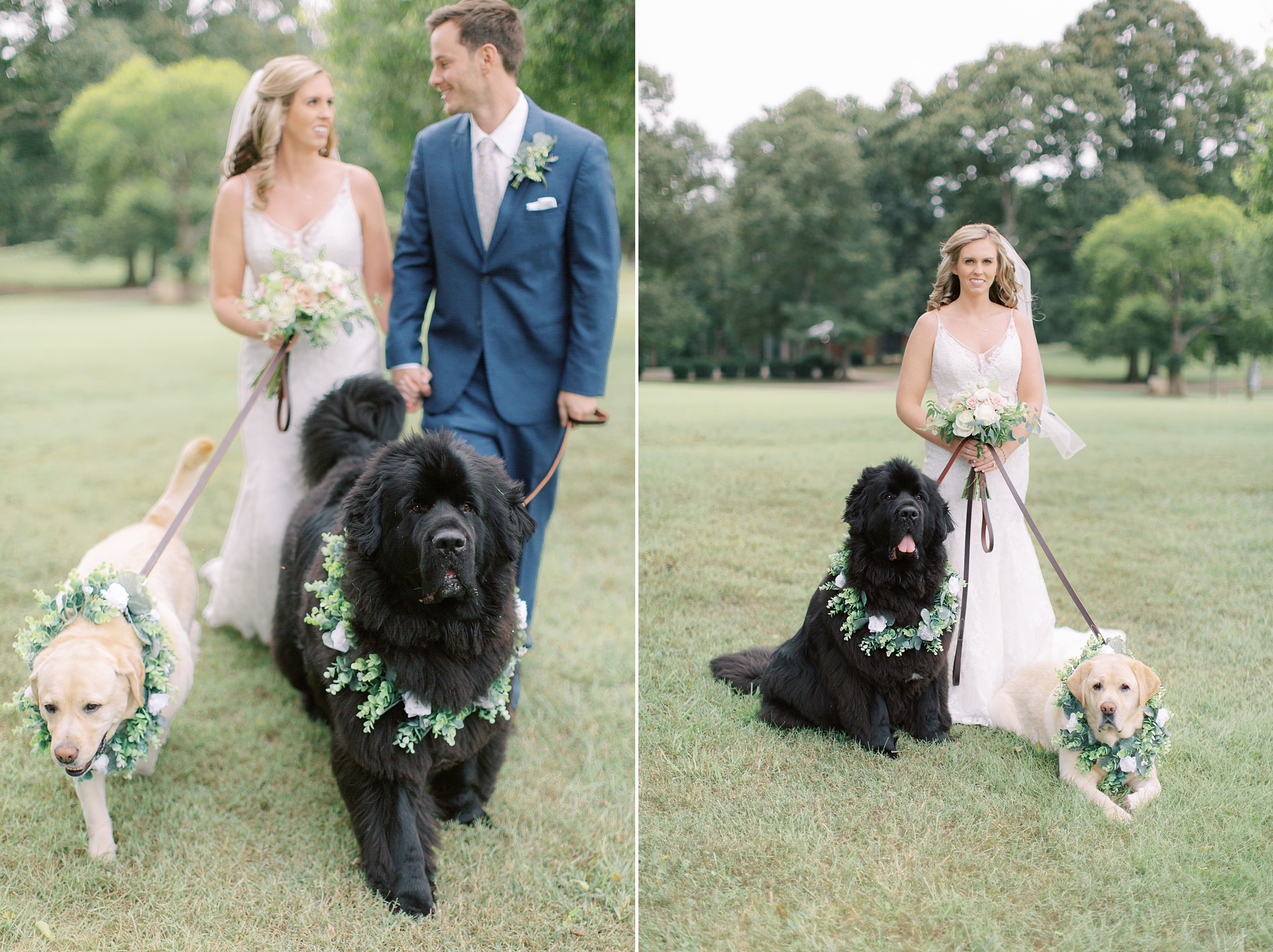 bride and groom walk with dogs on wedding day