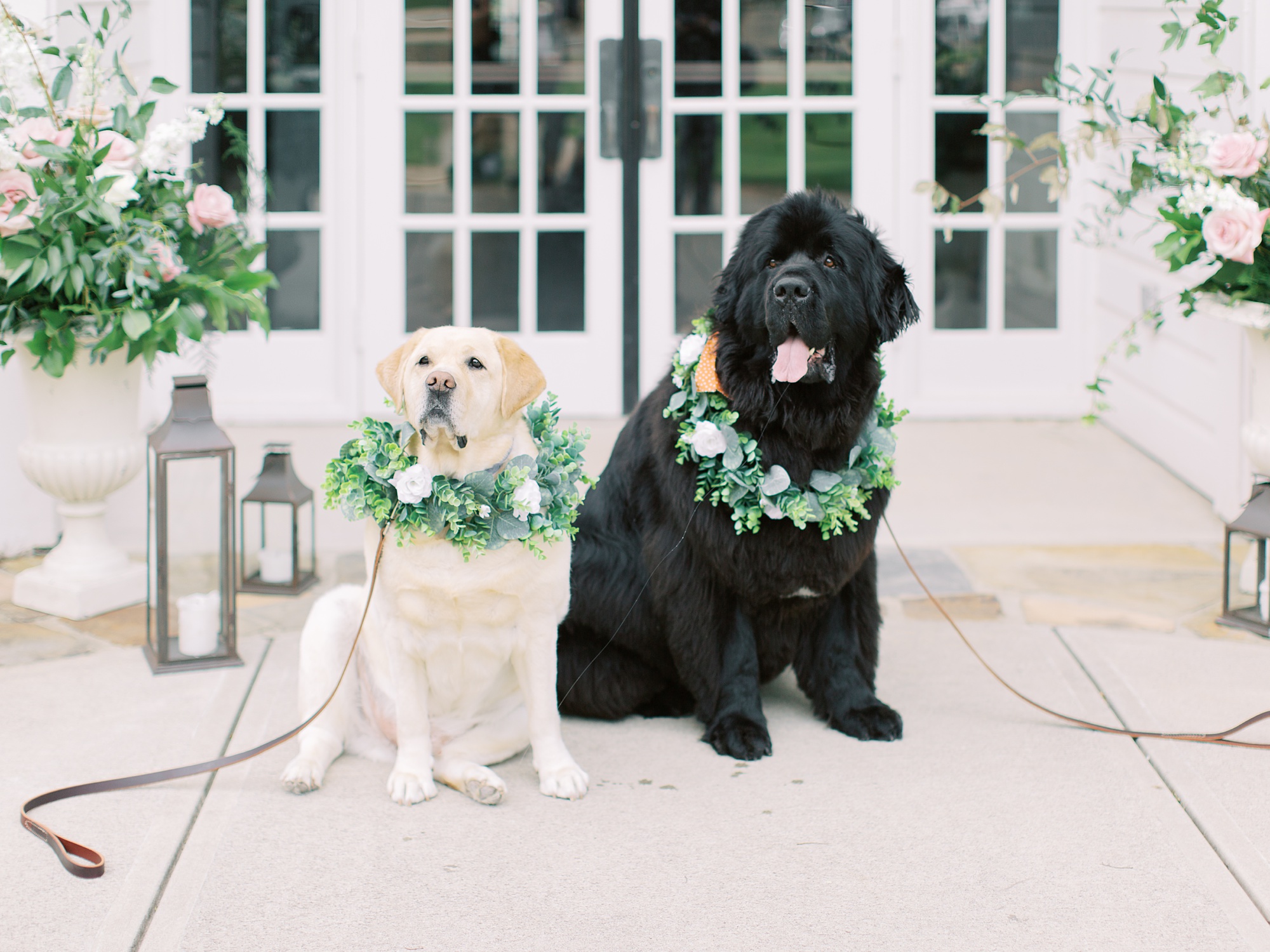 dogs in floral wreath collars pose outside the Dairy Barn