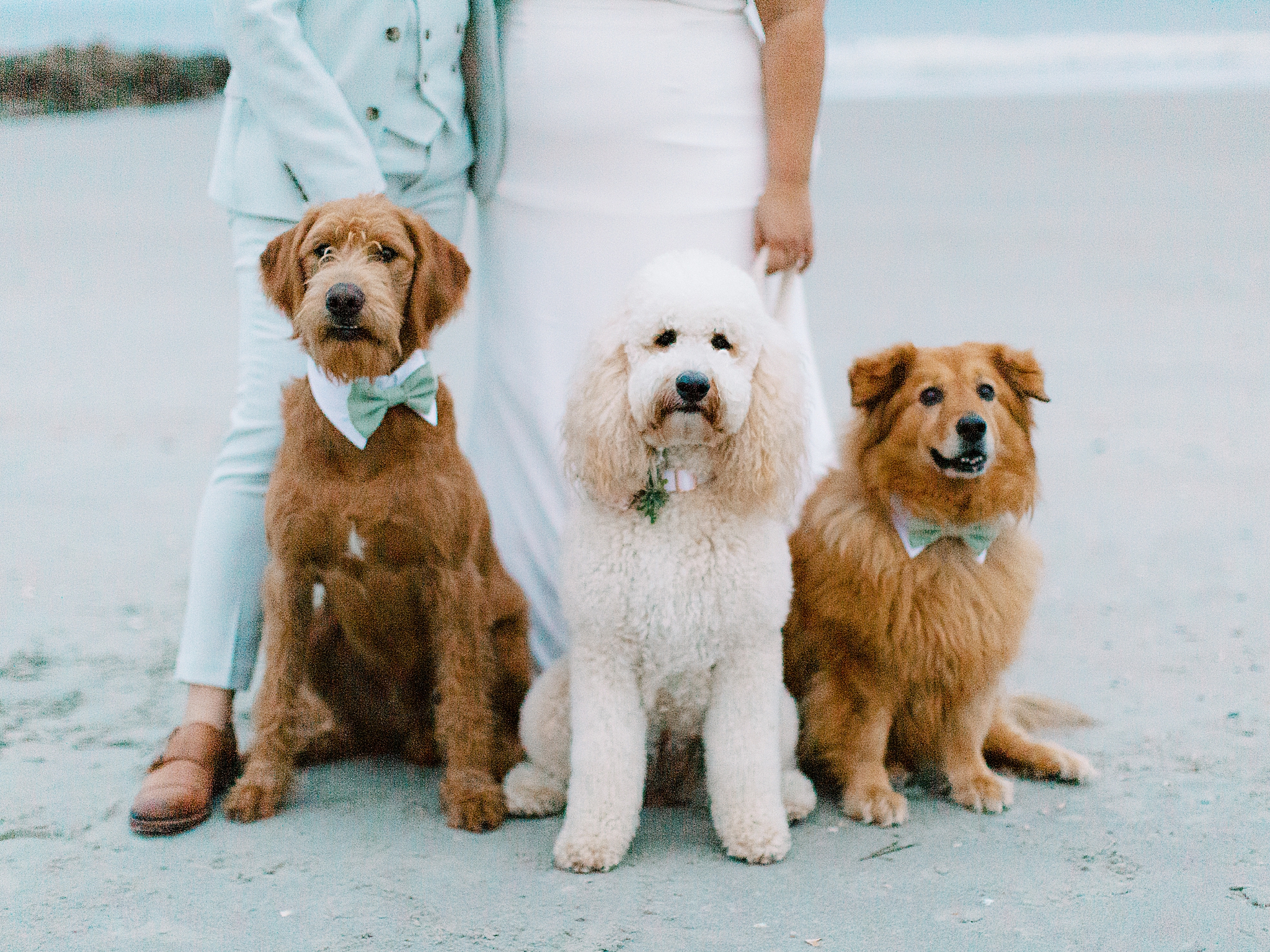couple poses with three dogs during Charleston Microwedding on the beach