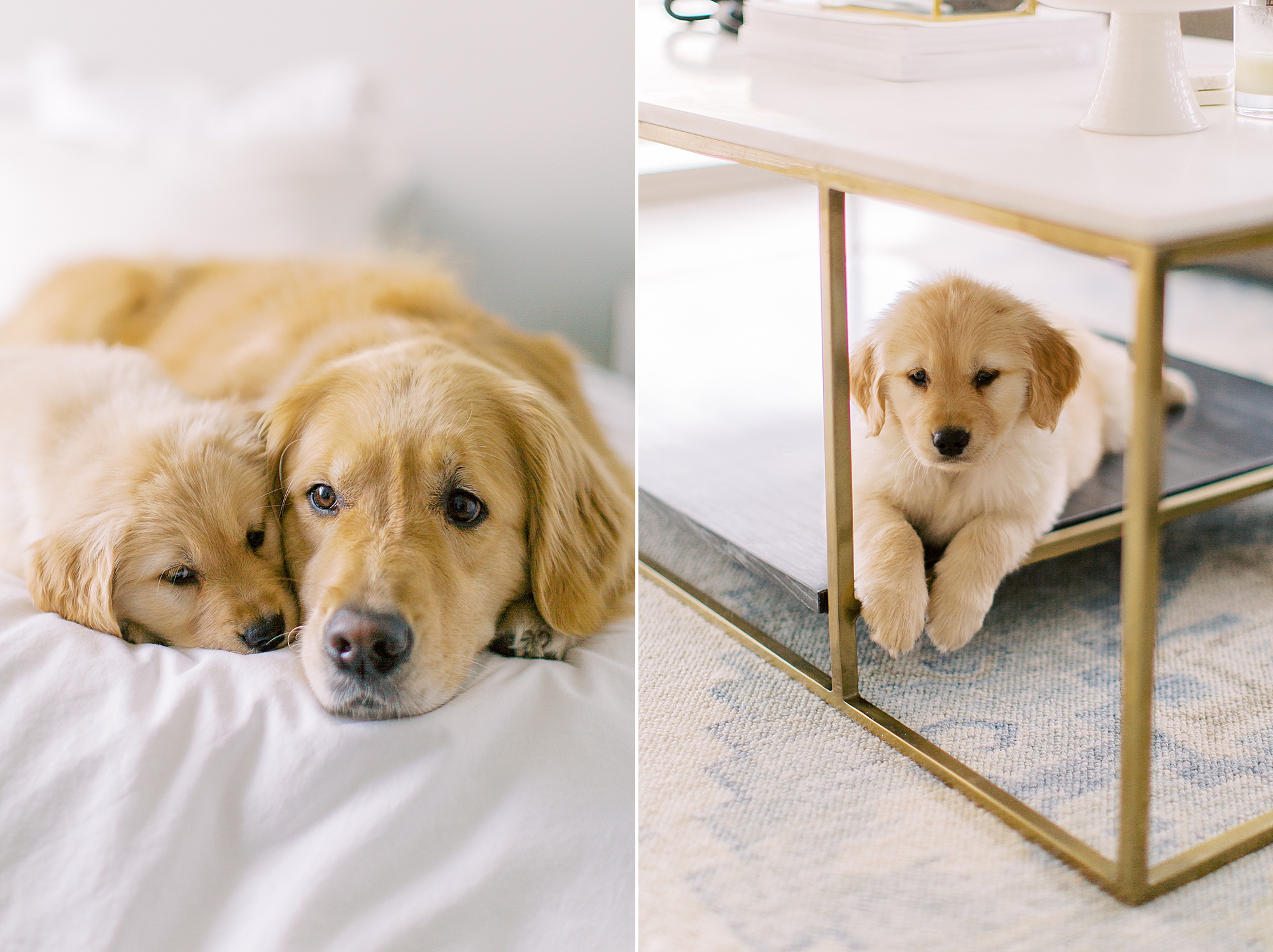 dogs lay at home during lifestyle family photos