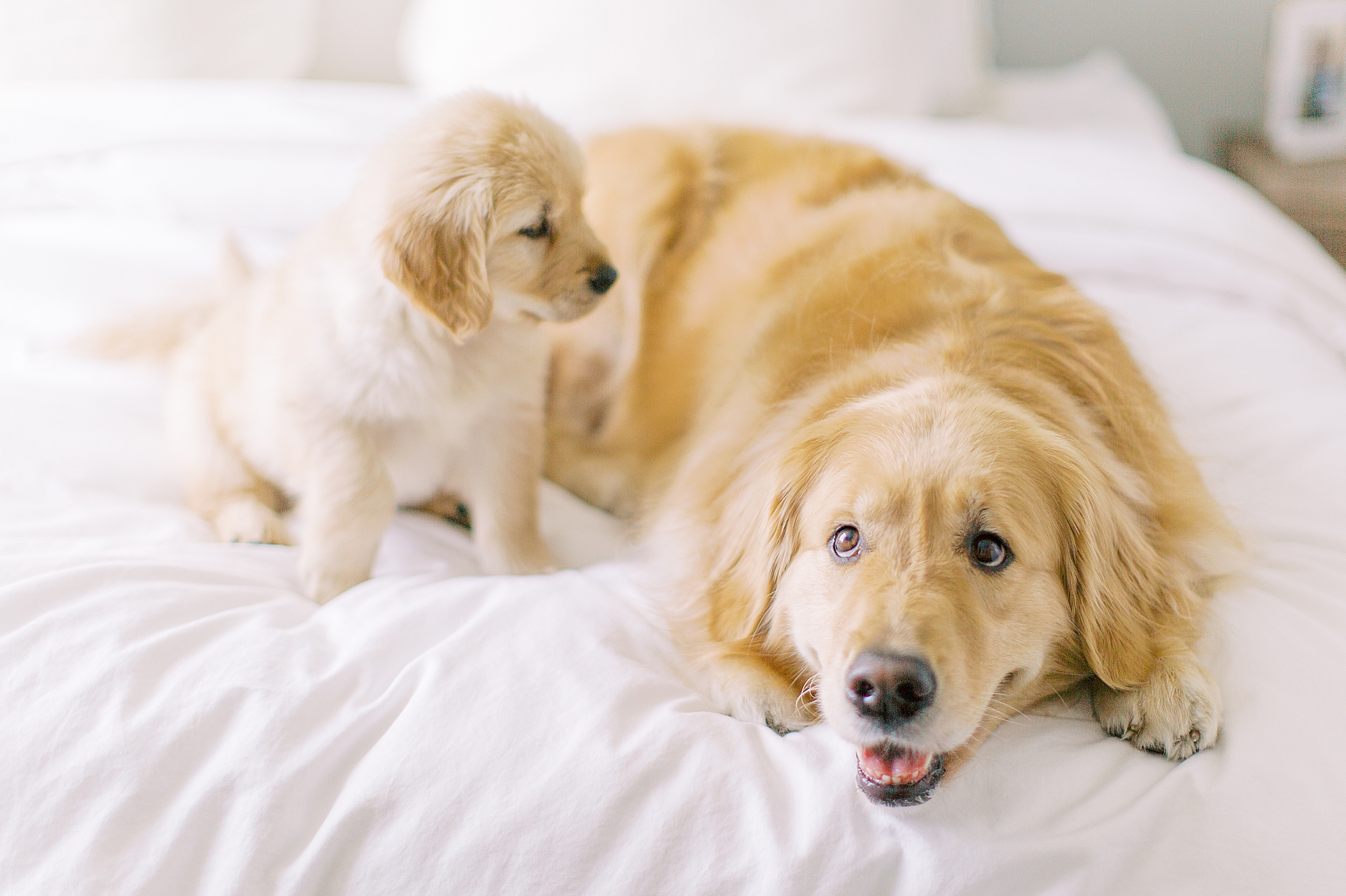 dogs lay on bed during lifestyle family photos