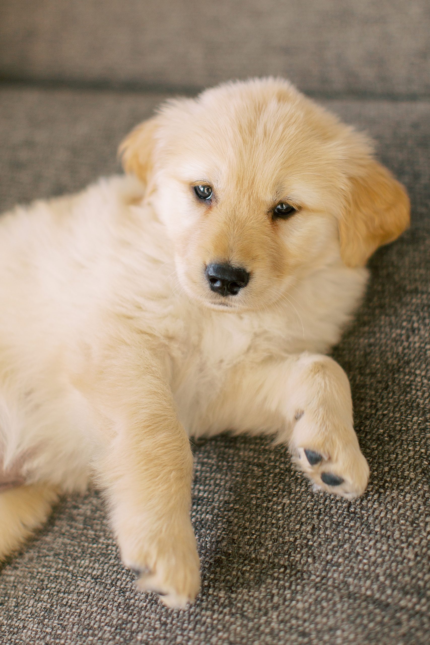 golden retriever puppy lays on couch at home