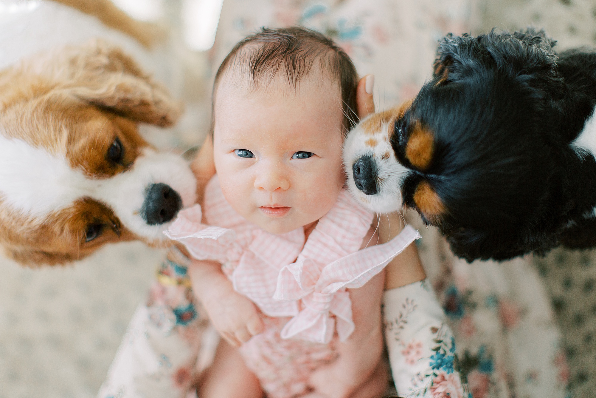 dogs lick baby's face during at-home newborn portraits