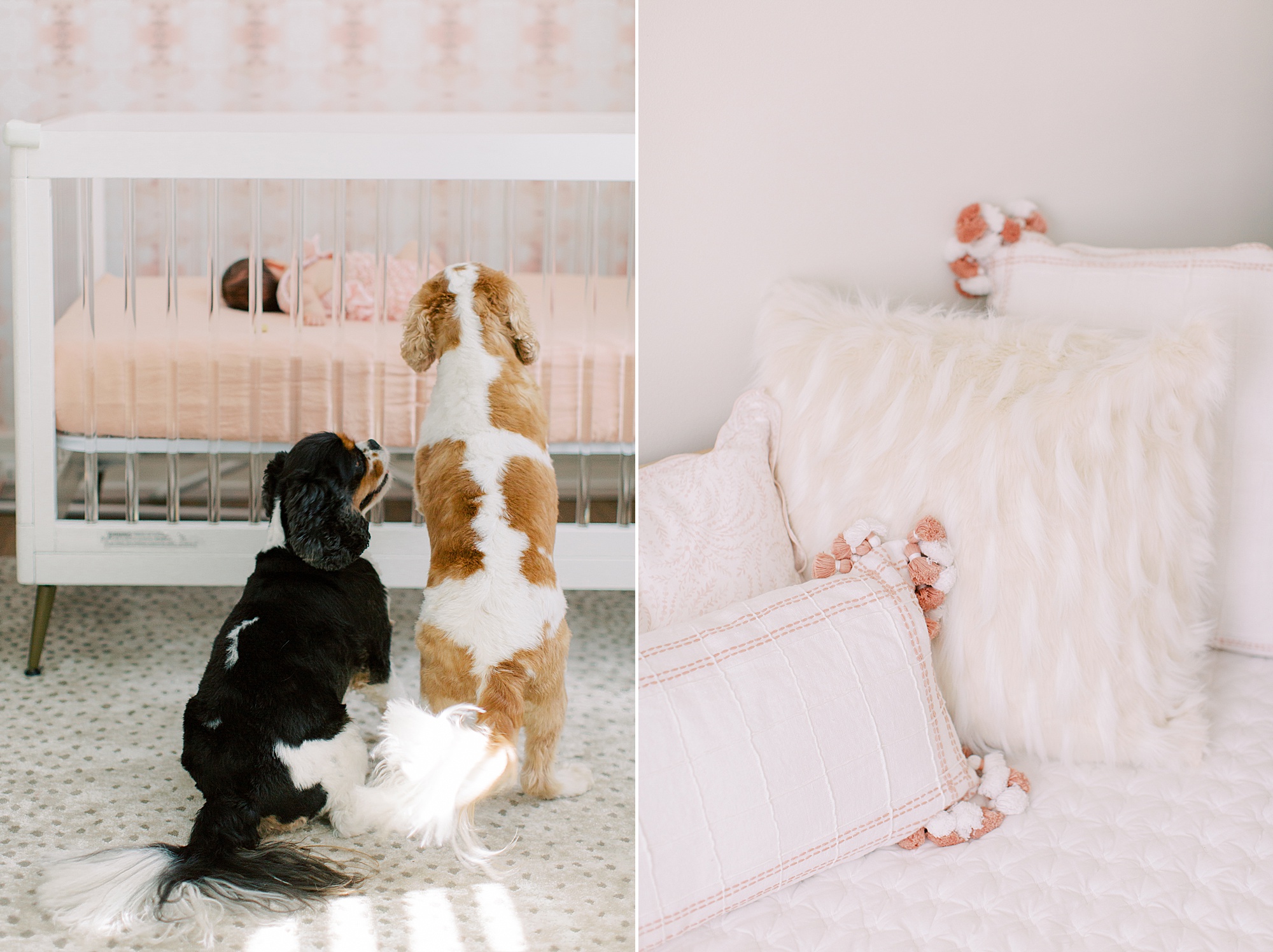 dogs look at baby sister in crib during Charlotte NC at-home newborn portraits